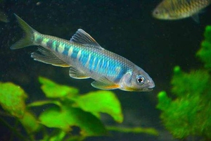 长鳍鱲 长鳍马口鱲 冷水鱼 原生鱼 宽鳍鱲 观赏鱼溪流鱼桃花鱼