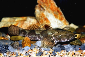 沙塘鳢 笋壳鱼 土婆鱼 小型猛鱼 肉食鱼 冷水鱼 原生鱼 观赏鱼