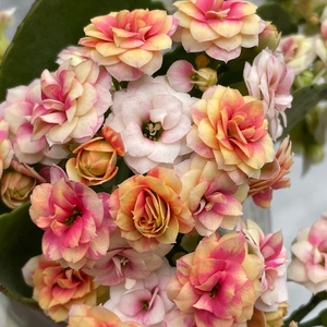 重瓣洛神新品种长寿花五花肉带花苞盆栽复色稀有品种室内阳台植物