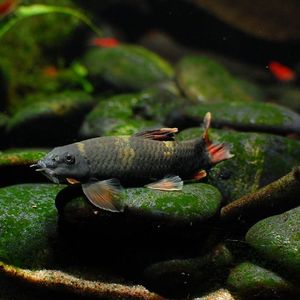 老虎小精灵熊猫墨头鱼原生鱼观赏鱼热带鱼工具鱼除藻清道夫淡水