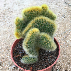 开花仙人掌黄金柳缀化金手指仙人球办公室多肉植物创意奇特盆栽