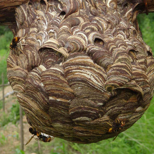 野生胡蜂地雷蜂黄蜂马蜂虎头蜂泡酒料蚂蜂地雷蜂活体新鲜蜂蛹