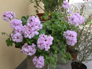 吉普赛女郎垂吊天竺葵多美丽花卉天竺葵花苗盆栽花卉植物