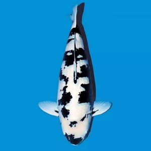 日本进口纯种浅黄丹顶孔雀昭和大正白写锦鲤活鱼大型冷水观赏鱼苗