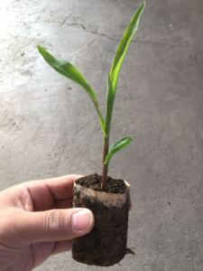 玉米育苗纸筒 玉米育苗 甜菜育苗白菜 豆角 棉花 育苗杯 育苗神器