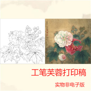 a274高清工笔画红白芙蓉斗方小品白描底稿初学者步骤图实物打印稿