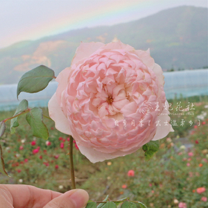 王妃花社自育月季武士温柔乡(samusai home)心有怒箭,雪有冰尖