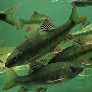 活体观赏鱼红鳍光唇热带鱼淡水鱼原生彩色光唇鱼云南光唇冷水鱼