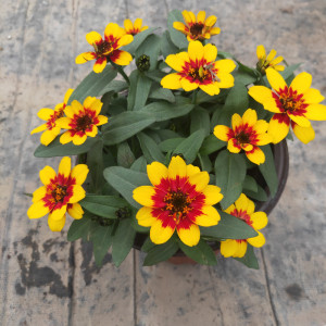 百日草成品大花苗盆栽带花阳台花园地被花镜植物百日菊浓香花卉