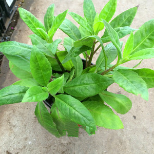 明月草盆栽大苗白子菜庭院阳台绿植多年生金鸡毛草泰国仙草包邮