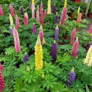 新品鲁冰花盆栽羽扇豆四季开花好养耐寒草本花卉多年生庭院阳台花