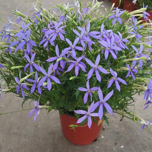 蓝色彩星花成品盆栽大苗带花同瓣草花量大开花机器小海星花期超长