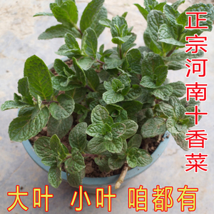 十香菜苗盆栽植物菜种植河南特产石香菜小叶十香菜食用香草驱蚊