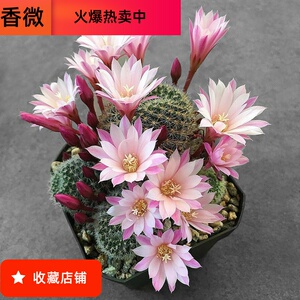 园艺 粉蝶 金蝶 杏蝶 银蝶丸宝山仙人球多肉组合盆栽沟宝山属