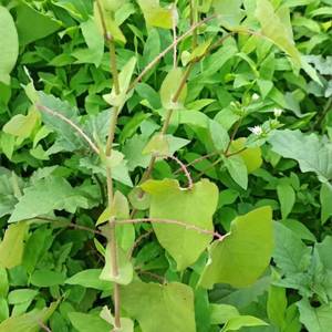 新鲜杠板归蛇退草老虎草蛇不过梨头刺煮水洗澡清热止痒中药材