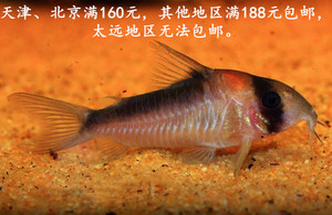 墨浅水族 黑金红头鼠鱼活体 观赏鱼包邮