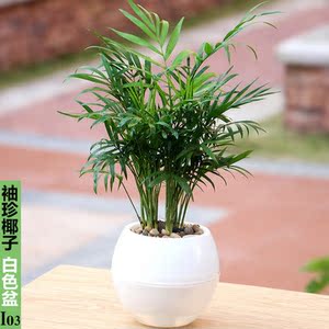 袖珍椰子小盆栽 国王椰子 除甲醛杀菌净化空气带盆盆景 绿色植物