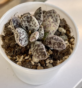 一家】水泡系列 多肉植物叶片叶插 更新恐龙蛋马丁白安泽16人付款1