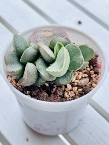 水泡植物 400号粉雪蛋多头母本桩子一物一拍