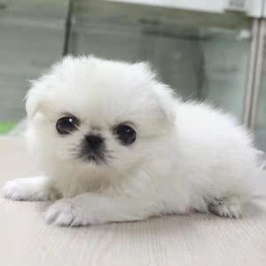 出售纯种京巴幼犬活体白色小型犬北京犬狮子狗家养宠物狗狗哈巴狗