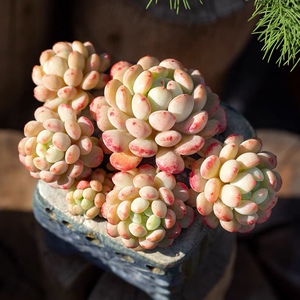 萌豆多肉植物珍珠豆好养景天杂交贵货小盆栽肉肉植物船长 小红船