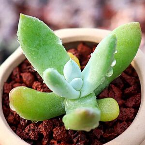 多肉拇指仙女杯多肉植物稀有贵货盆栽花卉绿植办公室肉肉组合园艺