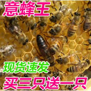 意蜂王 高产蜜型种王 活体种王金喀 东北黑蜂 喀尔巴阡处女王