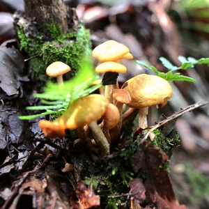 四川青川2022新货精选野生青杠菌非茶树菇250g包邮