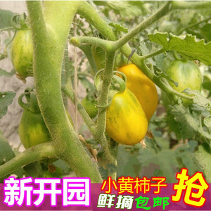 村妮蔬菜新鲜小番茄东北黄柿子黑龙江农家黄虎皮西红柿现摘包邮