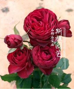 石榴石宝石尤物月季