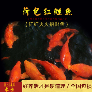 荷包红鲤鱼淡水