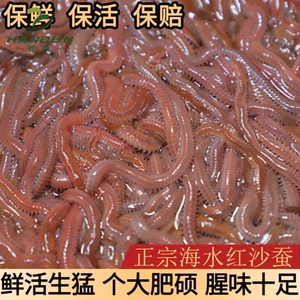 鲈鱼海虫海蚯蚓沙虫钓鱼饵料海蜈蚣活饵海钓红青虫活沙蚕鲜活包邮