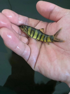 原生鱼壮体沙鳅