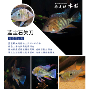 南美坊水族 精品食土鲷 蓝宝石关刀 食土鲷 热带活体观赏鱼