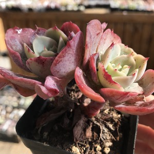 白雪公主多肉植物