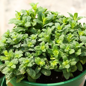 小叶薄荷盆栽食用薄荷绿植好养活柠檬猫薄荷可食用四季室内种植