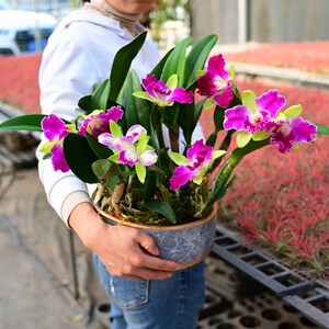 兰花洋兰卡特兰绿精灵带花苞蝴蝶兰君子兰文心兰梦香兰国兰卉包邮