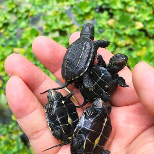 小乌龟活物可下蛋金钱龟正宗招财一对长寿情侣巴西炫彩纯龟苗小型