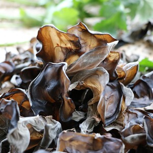 云南野生黑木耳