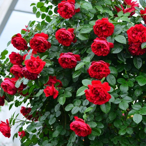 佛罗伦蒂娜 爬藤月季花苗盆栽四季开花佛罗伦萨玫瑰 红色大花浓香