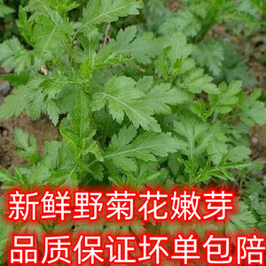 2022年野菊花苗新鲜野菊花嫩芽2斤时令野菜