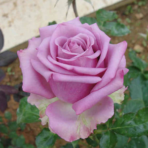 切花玫瑰月季 冷美人 盆栽花卉 切花玫瑰苗 盆栽植物花苗