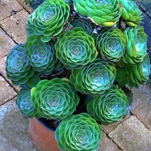 糖心万圣节翡翠法师老桩精品多肉大棚基地发货特价园艺盆