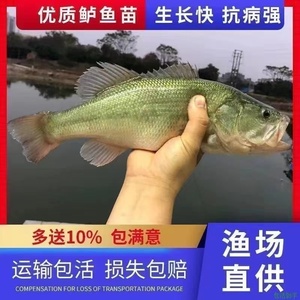 淡水鲈鱼苗苗七星鲈鱼苗特大海鲈鱼鲜活大口黑鲈加州鲈鱼苗