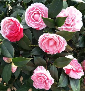 福建五宝茶花苗 一树多色品种茶花盆栽 精品小苗茶花观花庭院阳台