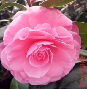 宝贝夫人茶花盆栽 茶花带花苞观花植物 阳台绿植开花植物