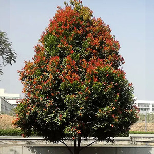 红车木树苗园林绿化树木名贵庭院风景树红鳞蒲桃门前花树彩叶植物