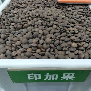 印加果种子南美油藤药材星油藤可以食用保健印奇果印加花生包邮