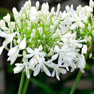蔓花园 白色百子莲 钻石 小型耐热盆栽丰花品种 园艺花镜植物