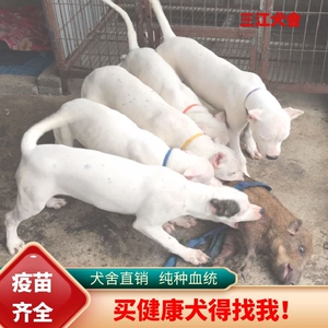 杜高犬幼犬纯种活体巨型阿根廷狩猎猛犬杜高犬幼犬大型护卫杜高犬